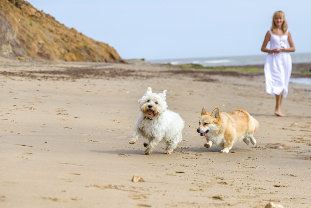 a west highland terrier and corgi runing on a sandy beach in isle of wight with a woman in a white dress behind