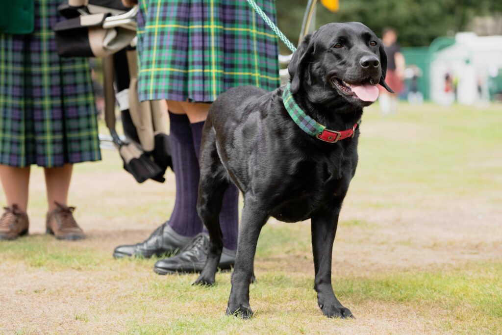 black labrador dog in front of people wearing kilts