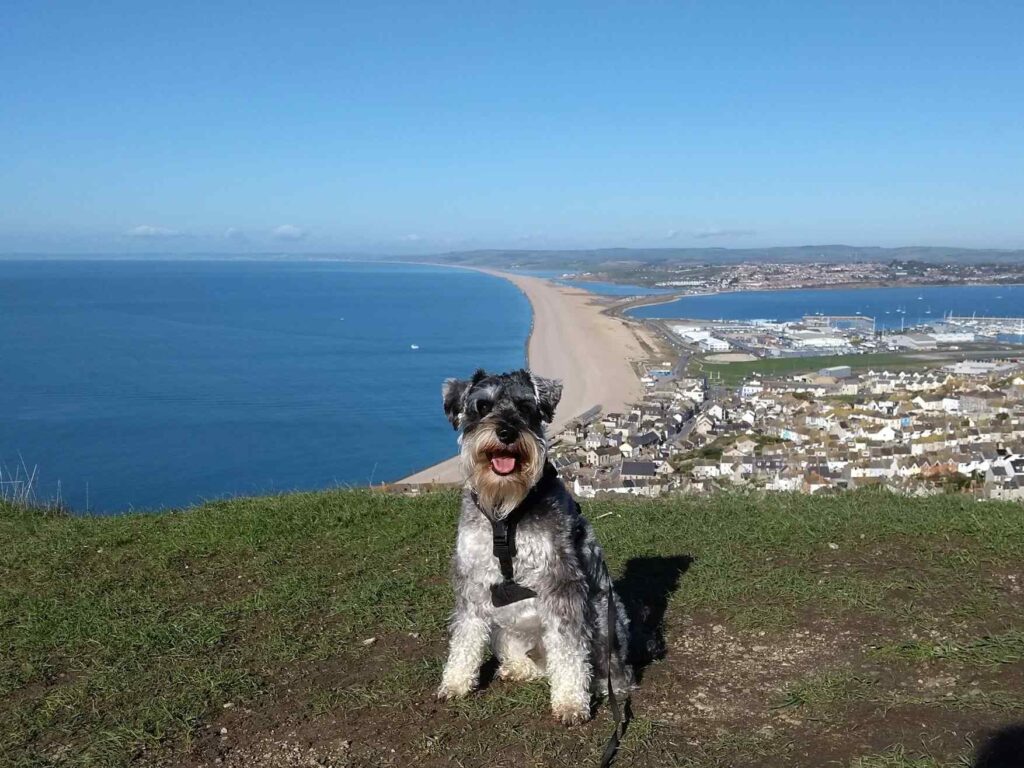 Dylan the dog overlooking Chesil Beach and Portland Bay Dorset