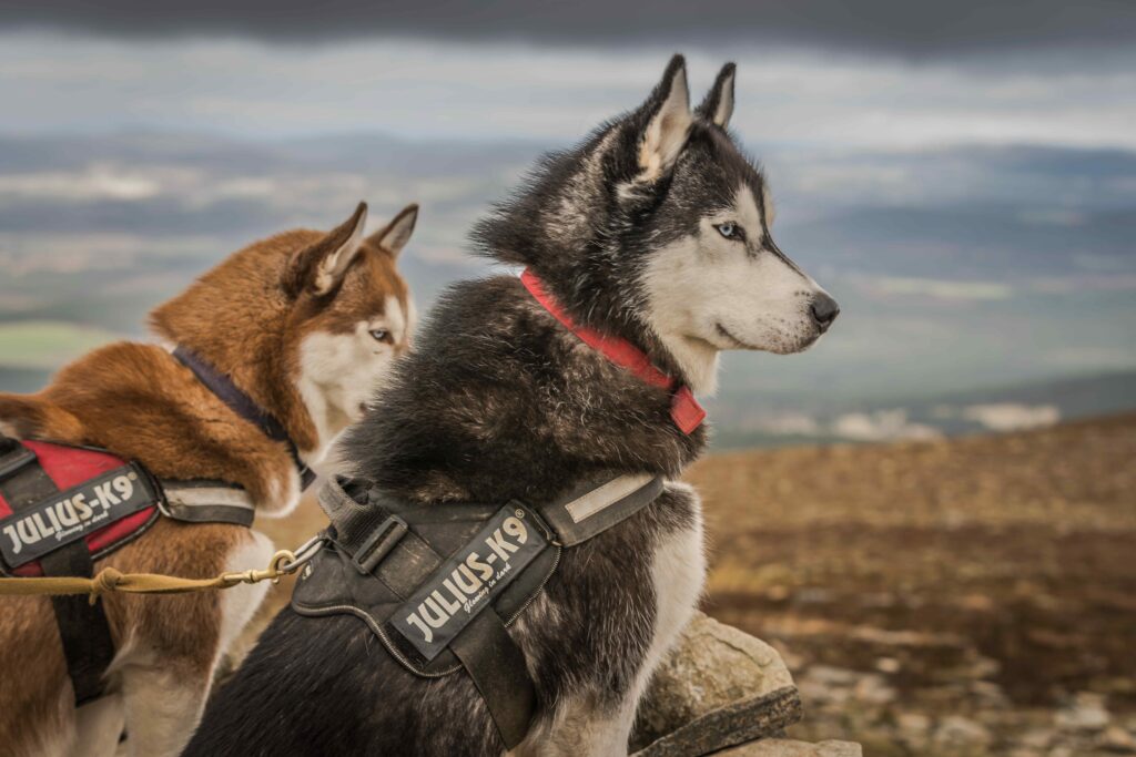 two husky dogs in scotland