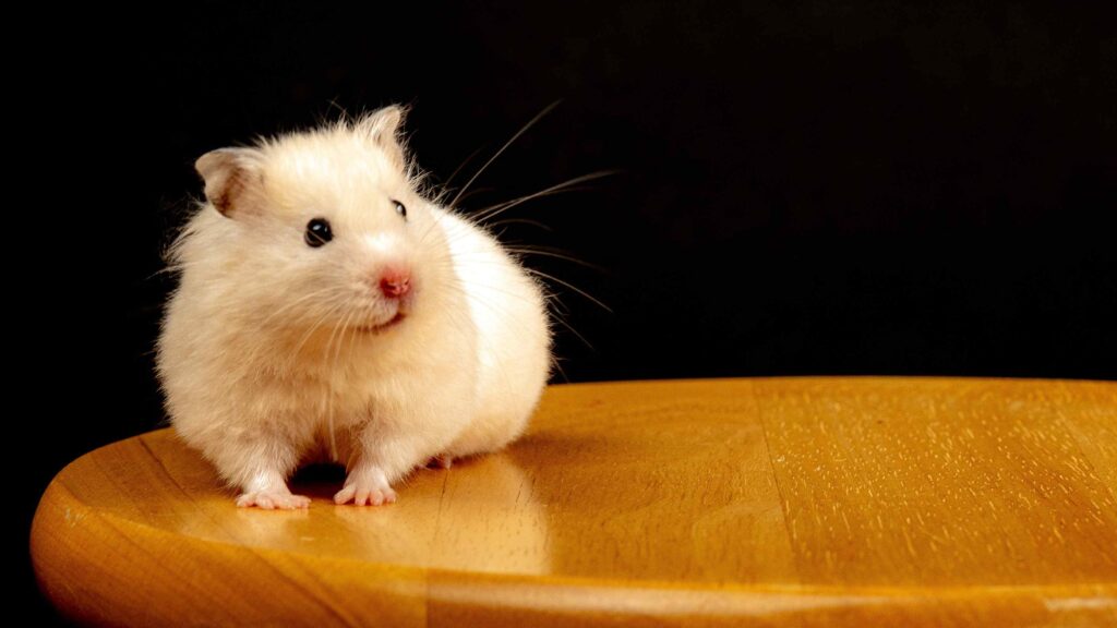 A Beige and White Hamster on Brown Wooden Table