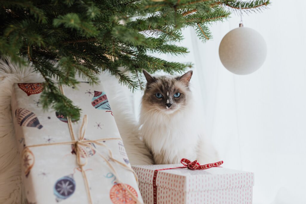 A White Cat Under a Christmas Tree Near Gifts