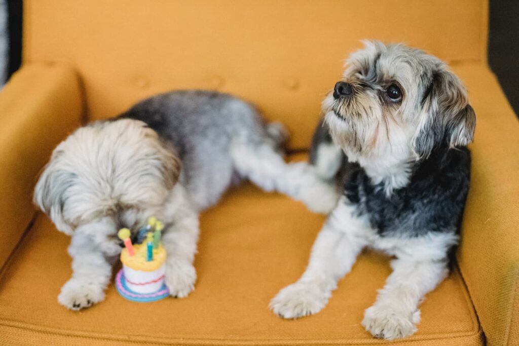 Attentive morkie dogs lying on armchair with plush cake