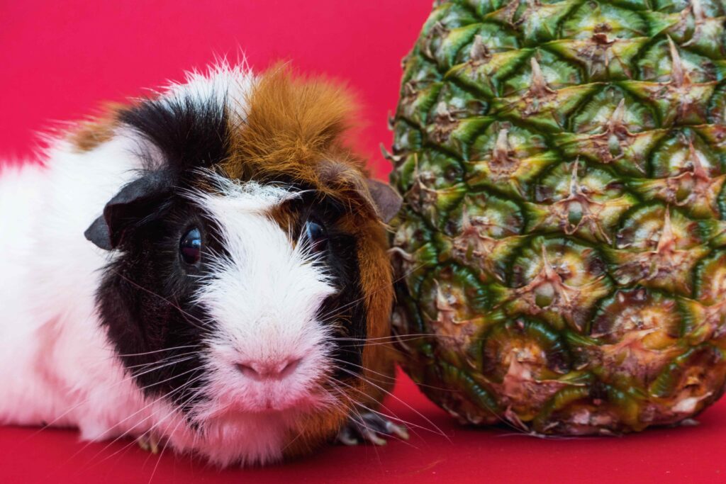 Guinea Pig and Pineapple Fruit