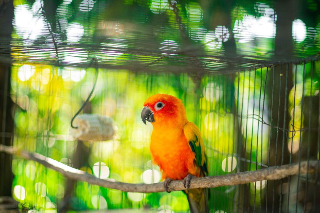 Selective Focus Photo of a Caged Orange and Yellow Baby Parrot Perched