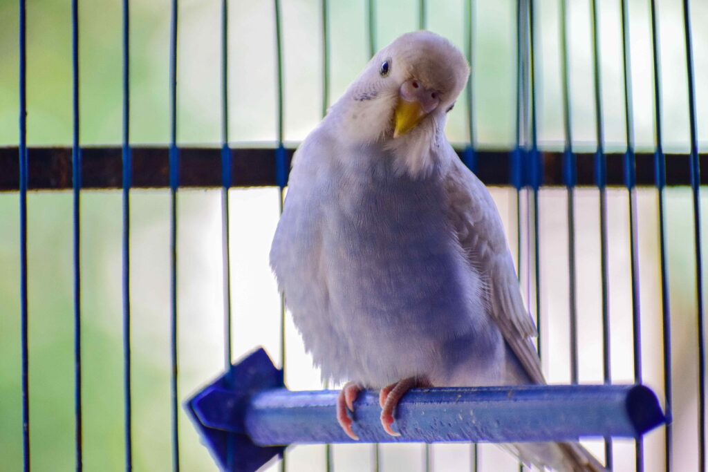 White and blue budgie Bird Perched on Cage