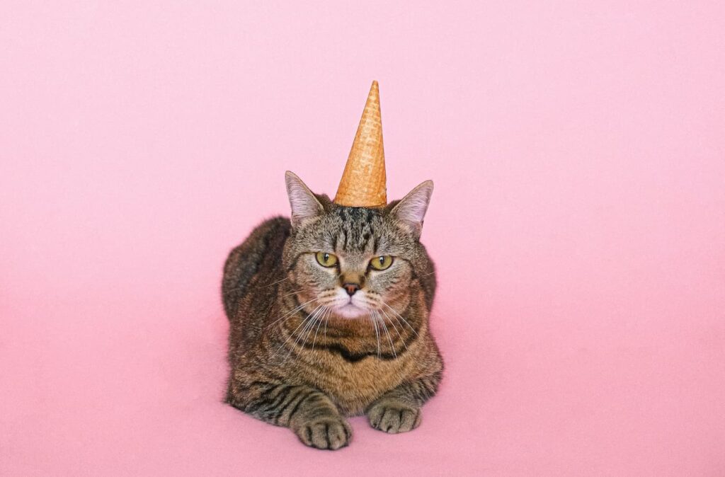 tabby cat with an ice cream cone hat
