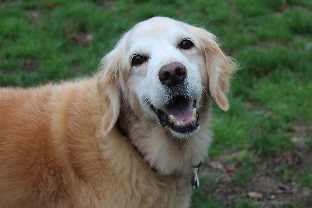 A close-up headshot of a smiling golden retriever dog