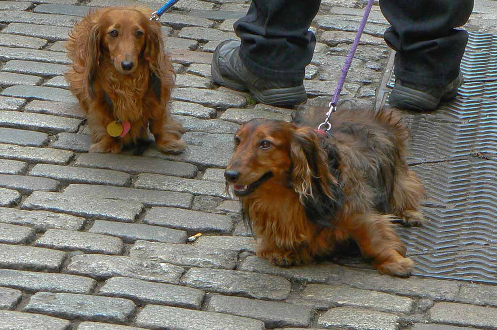 Two Dachshunds tug at their leashes on a cobblestone pathway