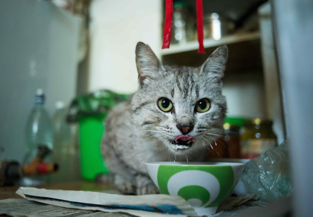 A Gray Cat Eating from a Ceramic Bowl