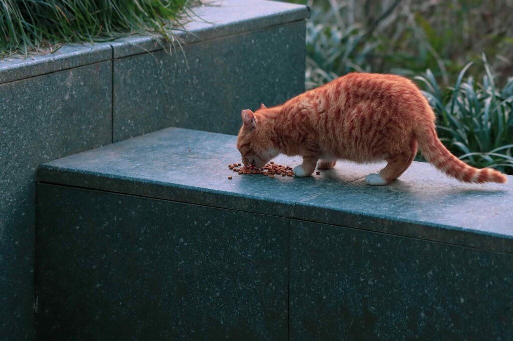 A ginger striped Cat Eating Kibble