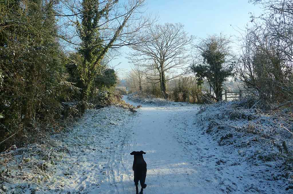 A black dog walks down a tree lined pathway covered in snow in Chester Meadows