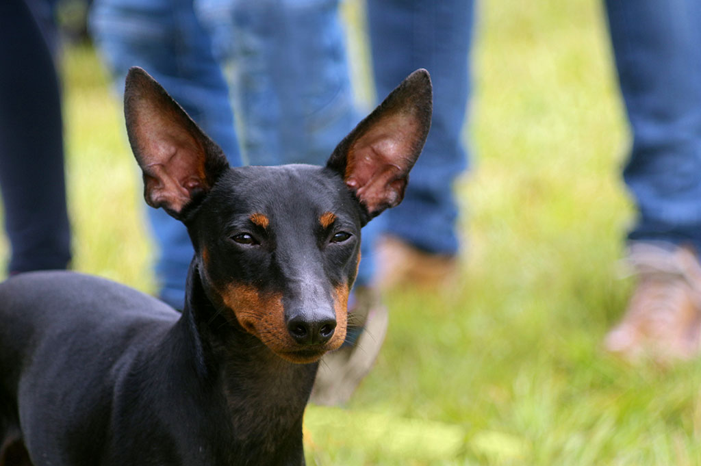 A close-up headshot of a small black and tan dog with squinted eyes and large pointed ears