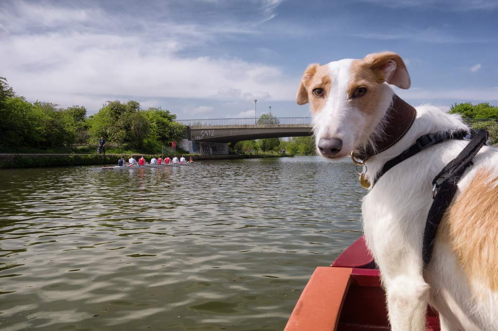 A close-up of a white dog standing at the helm of a red boat on the Thames below Oxford, with a rowing team on the water in the background