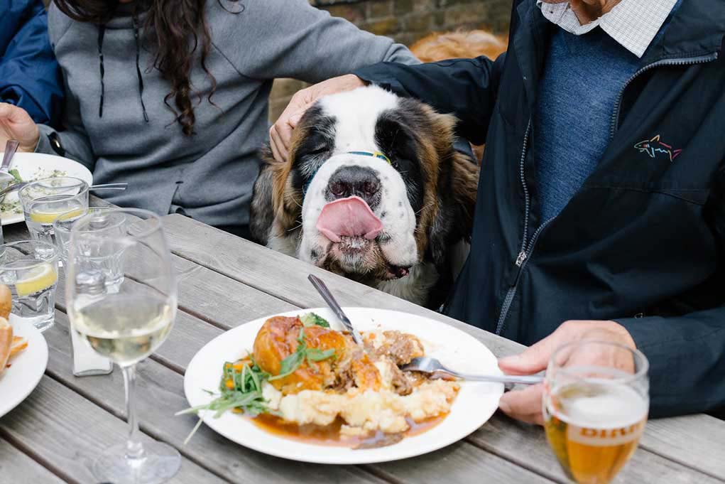 A dog stares longingly at his owner's meal in a Brighton pub