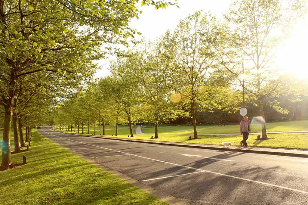 A man walks a small white dog along a tree lined road in a Nottingham park at golden hour