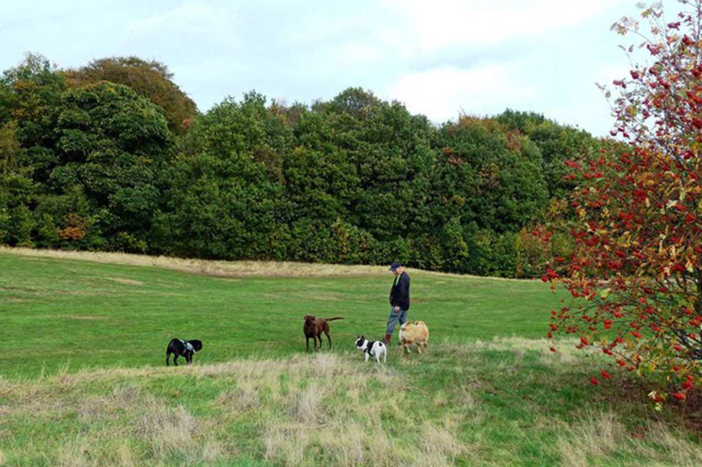 A man walks his four dogs off-leash in the green lawns of Middleton Park