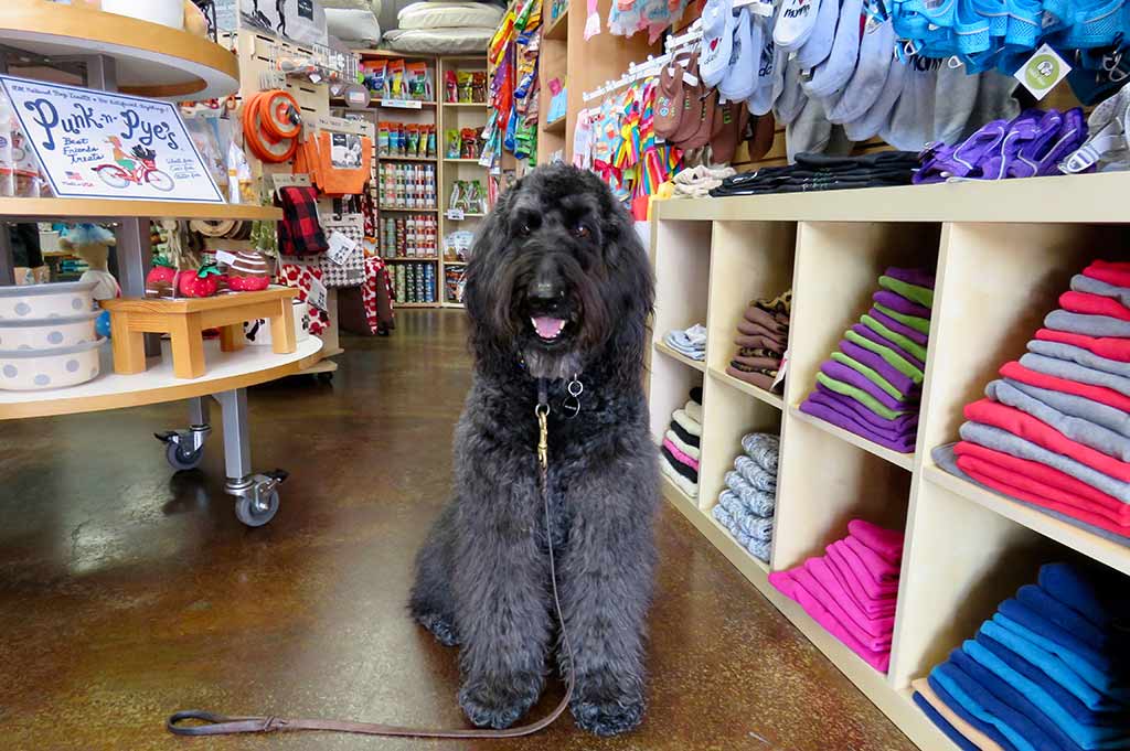 A shaggy black dog sits in the middle of a store selling various clothing and gifts