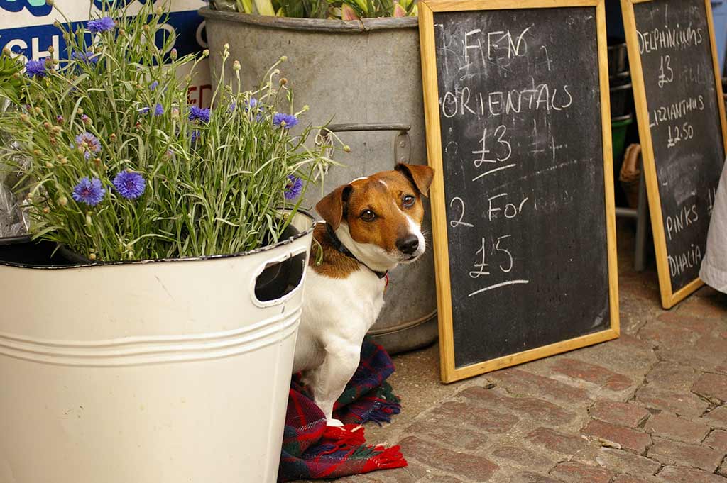 A small brown and white dog sits amongst a florist's display, with a blackboard advertising flowers to one side