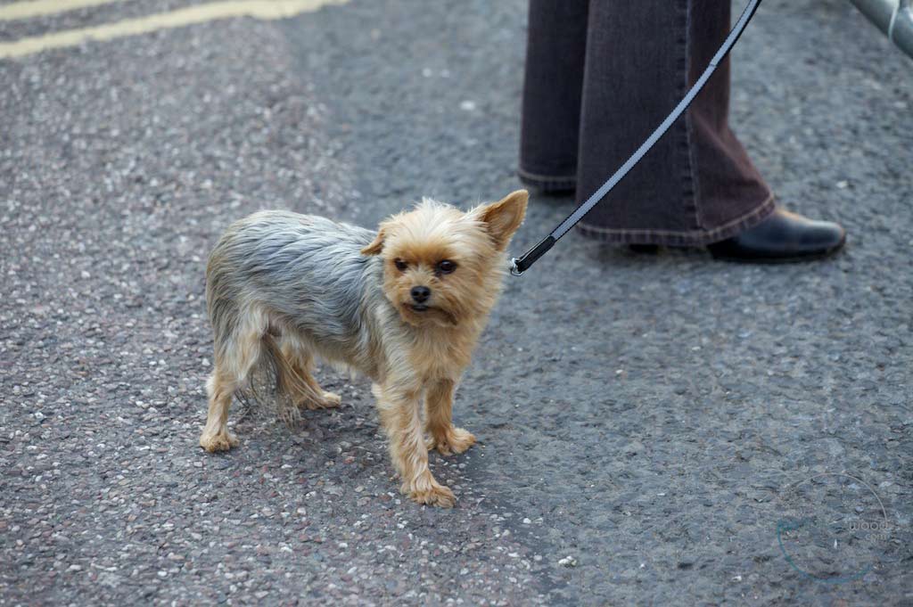 A small dog stands on the pavement in Exeter, attached to a leash, with its owner's black shoes visible in the corner