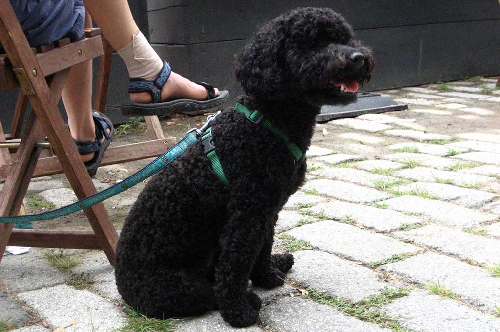 A small furry black dog in a green harness sits at its owner's feet on a cobblestone pavement
