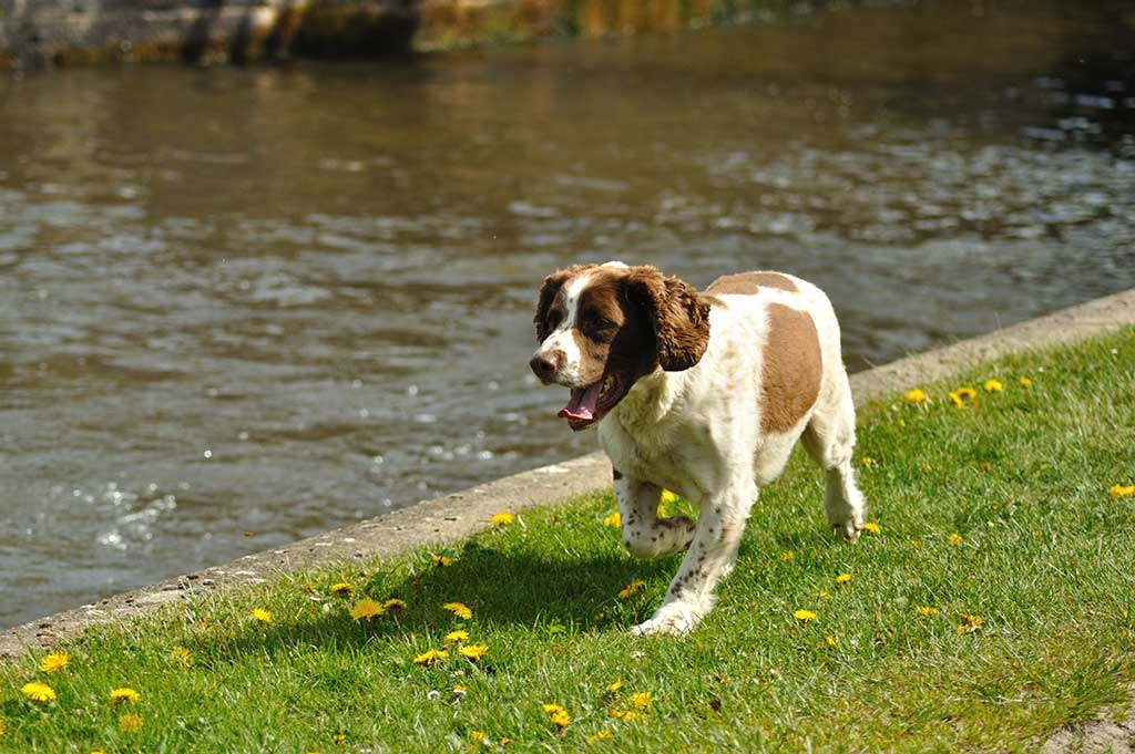 A spaniel puppy runs along a grassy bank next to the Leeds Liverpool Canal