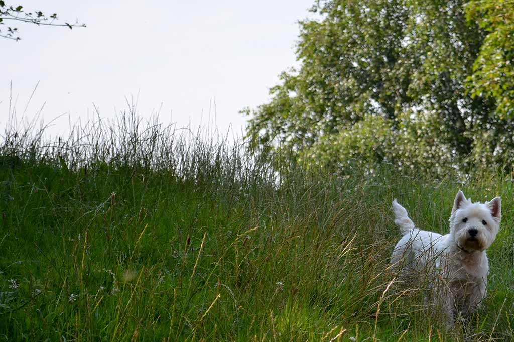 A white Yorkshire Terrior stands in some tall grass by a river in Exeter