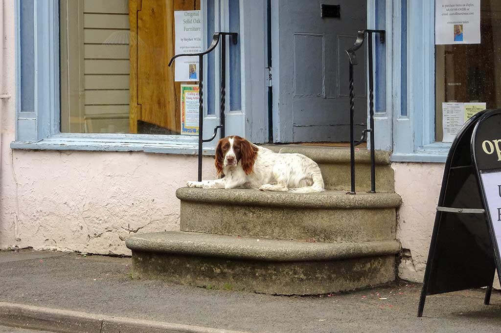 A white and brown dog lays on the steps outside a shop in England