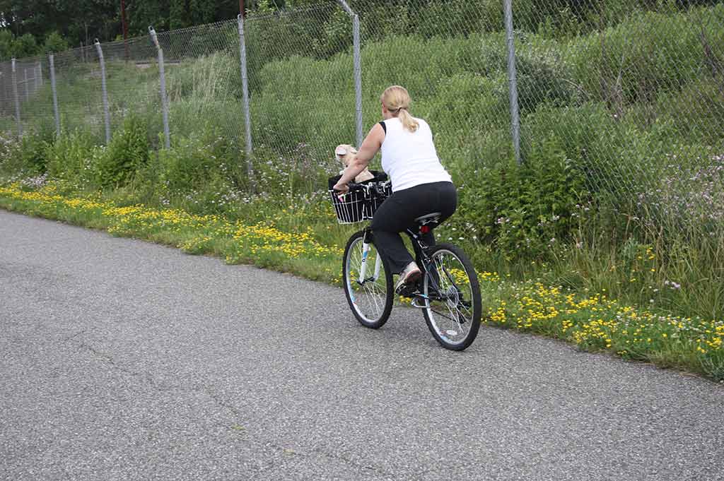 A woman in a white shirt and black pants rides a bike down a path in Chester with a small white dog in a basket attached to her handlebars