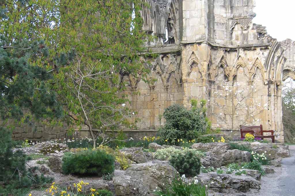 Daffodils pop up between stones in the foreground of the ruins of St Mary's Abby in the York Museum Gardens
