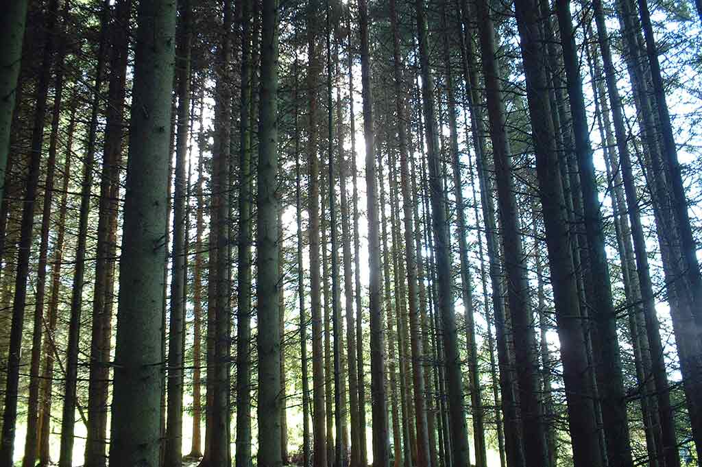 Light shines between rows of tall, straight trees in Kielder Forest