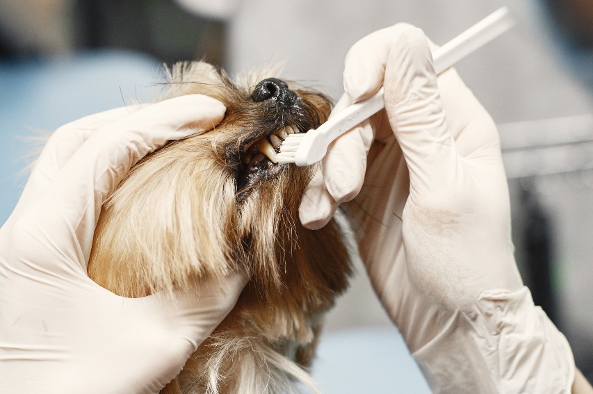 Small Yorkshire Terrier Getting Teeth Cleaned with a Brush