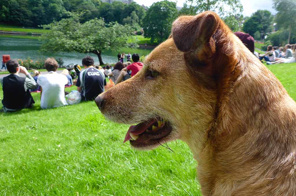 The profile of a brown dog in the foreground, with crowds of picnickers on the banks of a lake in the background