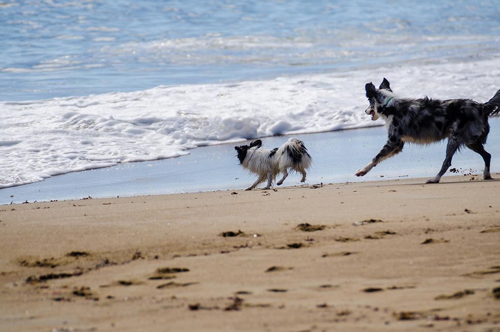 Two dogs, one small and one large, both black and white, run on the sand on a Manchester beach