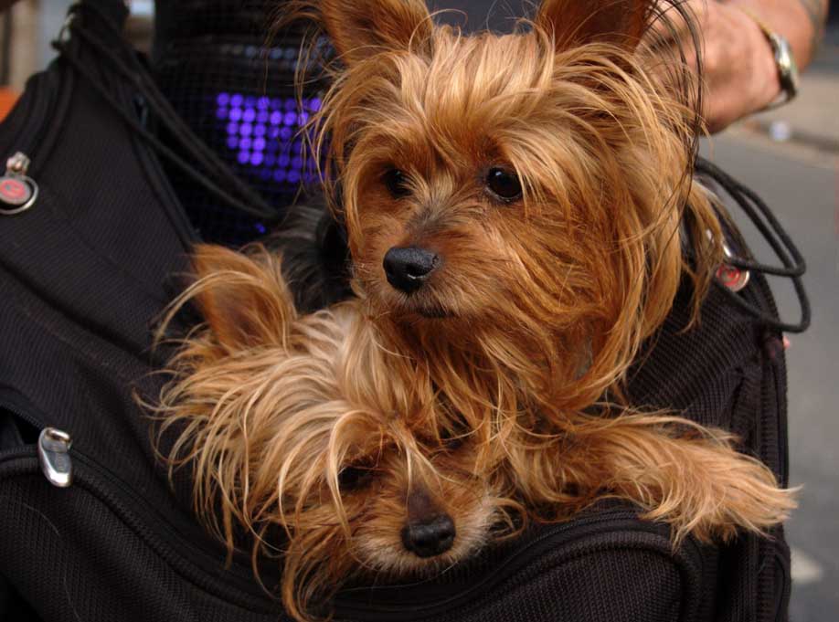 Two lap dogs in a carry bag at a Brighton party