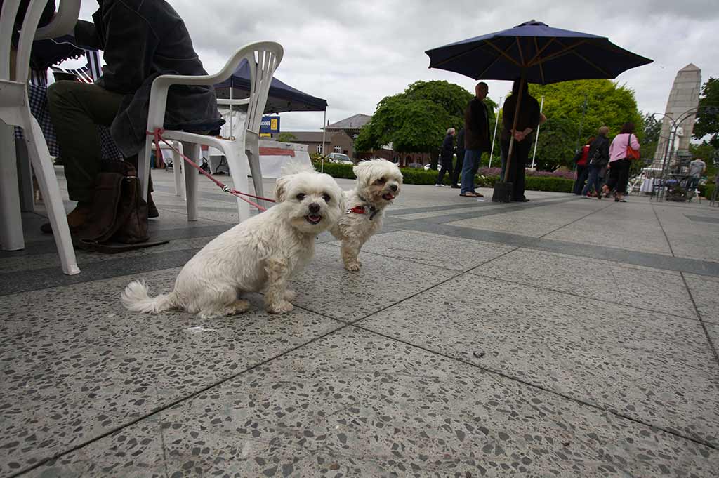 Two small white dogs sit on the pavement, their leashes tied to a plastic dining chair