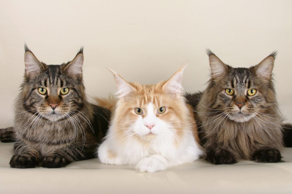 3 different colour Norwegian forest cats