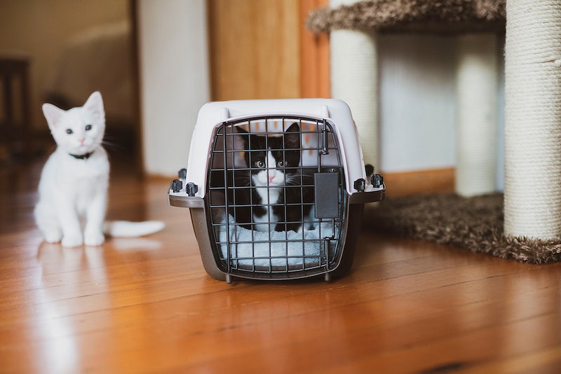 a black and white kitten in a carrier with a white kitten next to them
