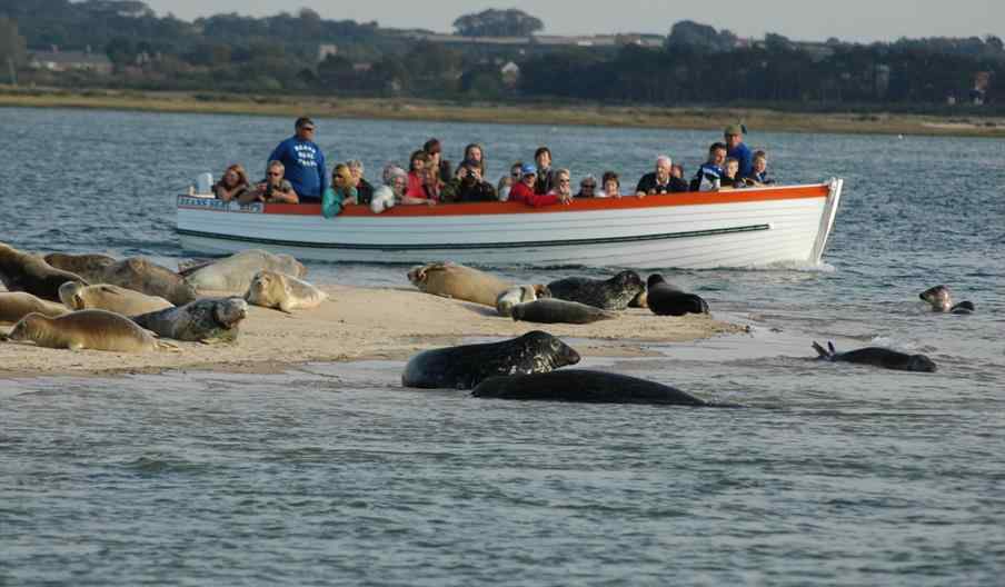 beans boats norfolk seeing seals