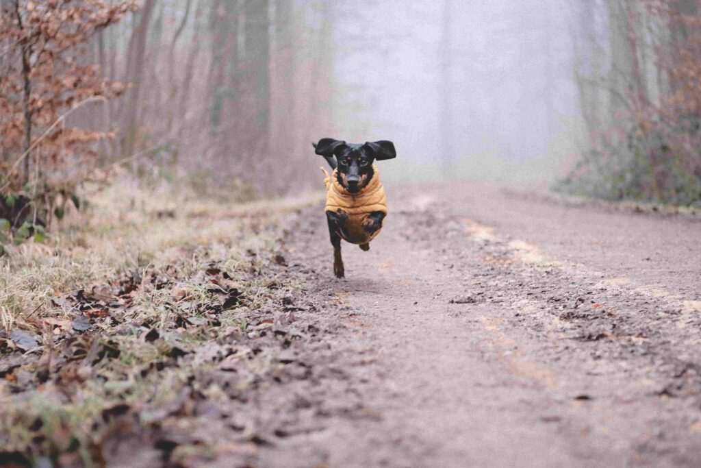 Black Dachshund Dog Running in Forest