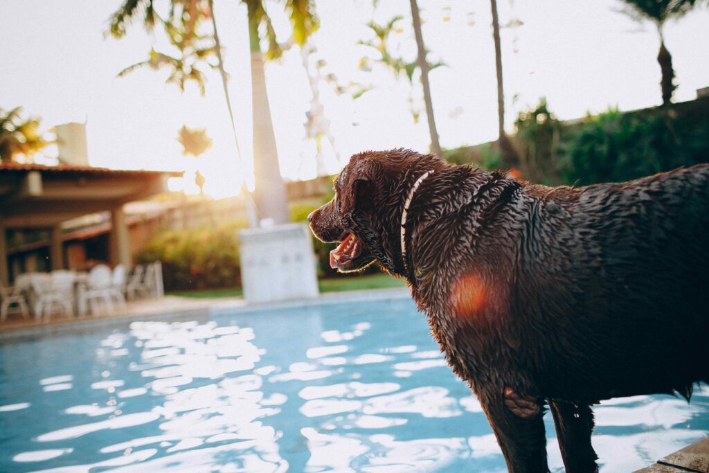 Chocolate labrador dog standing near outdoor swimming pool