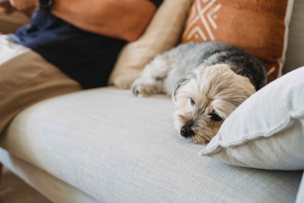 Yorkshire Terrier dog on comfortable sofa