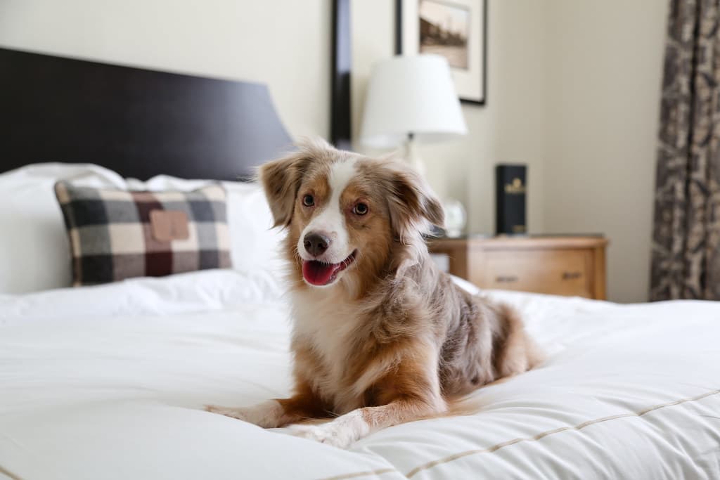 happy dog sitting on a bed in a hotel