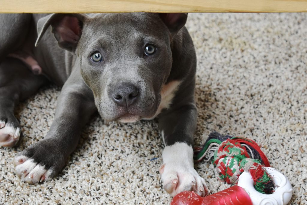 blue American pit bull terrier puppy