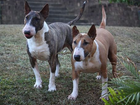 two english bull terriers - one white and brindle and one white and brown