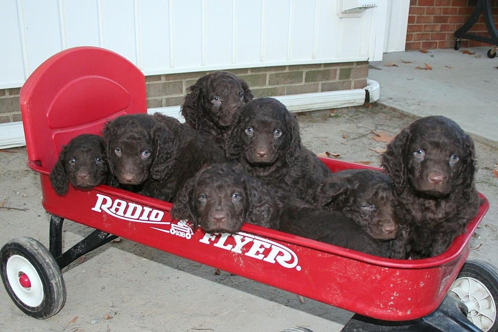 American Water Spaniel Puppies