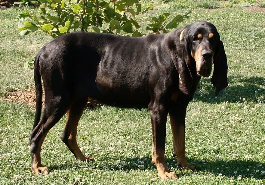 Black And Tan Coonhound