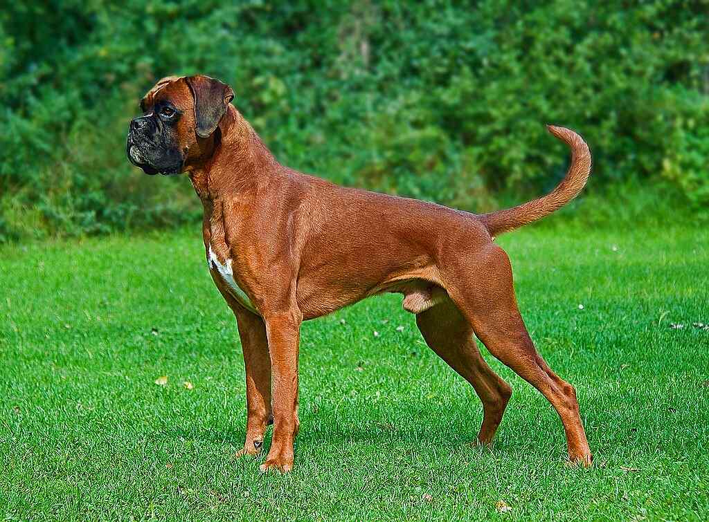 Boxer Dog