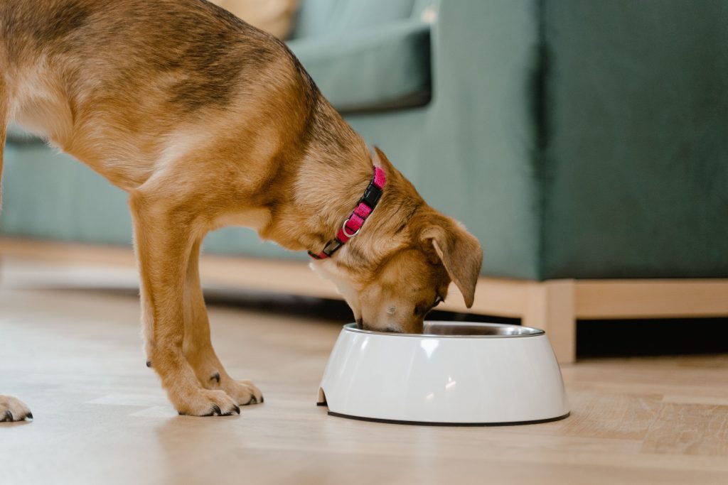 Brown Dog Eating from a bowl