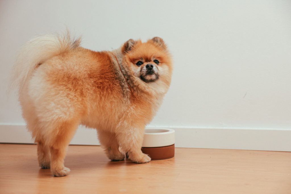 Brown Pomeranian Puppy Looking at Camera in front of a food bowl